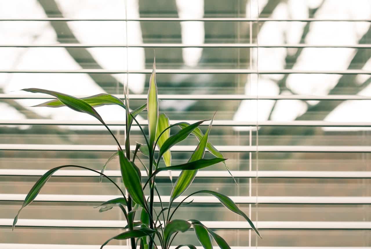 office plant